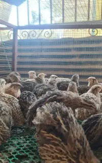 بلدرچین تخمگذار موجود شد