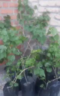 فروش ریشه انگور
