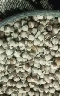گیاه پنج انگشت