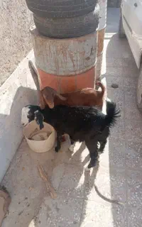بزغاله