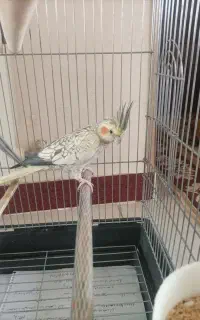 عروس هلندی