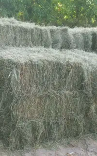 پرس ینجه