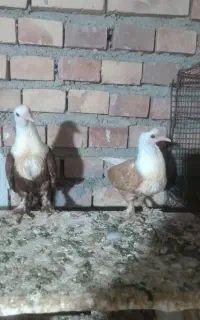 کبوتر رنگی( جوجه کربلایی میدانی)