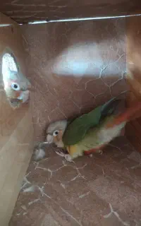 گرینچیک جفت مولد کار  داده