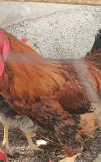 خروس محلی و برهما