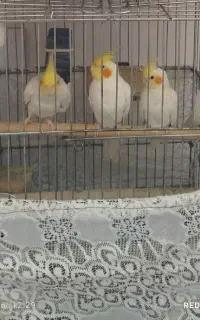 عروس هلندی