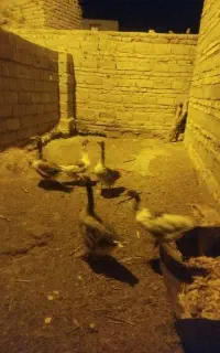 غاز دریای