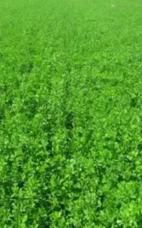 31عدد پرس یونجه 90سانتی