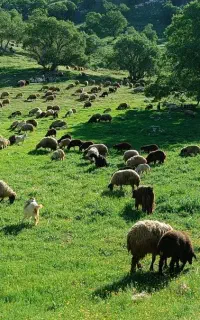 نیاز به چوپان