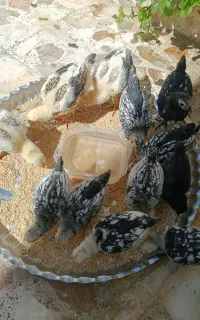 جوجه سبرایت،2ماهه