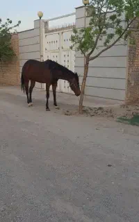 تروبرد صد