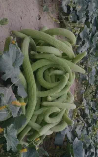 خیار چنبر تاکستان زیر قیمت همه جا