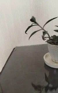 گل اشک تمساح