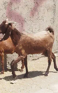 بز دورگ پاکستانی‌ کهر داربا تیشتر
