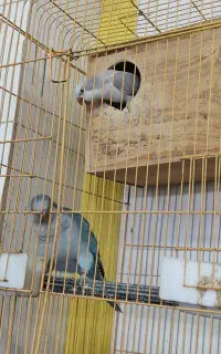 جفت راهب ماده سیلور نر آبی