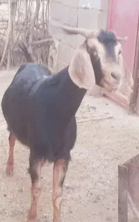 بز درجه ۱