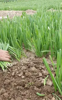 سبزی دریس سبزی خورشتی