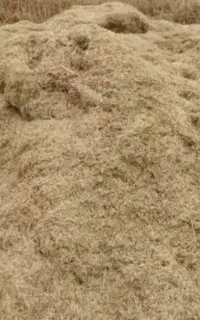 کاه گندم دیم