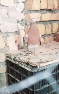 ماده میولمنز مسافتی