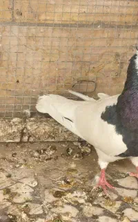 اسباب بازی کفتر