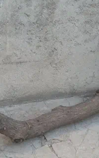 تنه درخت