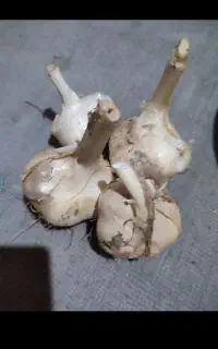 موسیر
