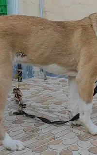 فروش الابای نر وارداتی