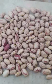 دو تن لوبیا چیتی بوجار درجه یک