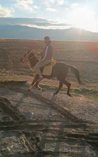 اسب یورغه