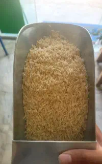 طارم هاشمی امساله