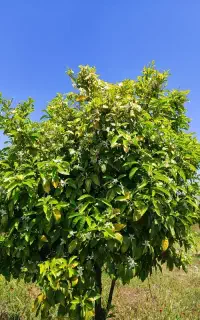 بهار نارنج