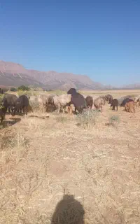 گوسفندداشتی