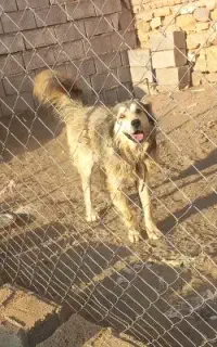 سگ گله
