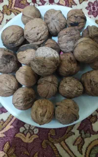 گردو