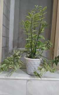 گل پدیلانتوس