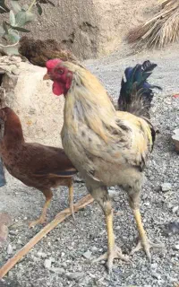 خروس ومرغ محلی