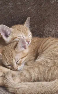 واگزاری بچه گربه