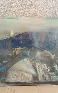 اکواریوم‌بزرگ