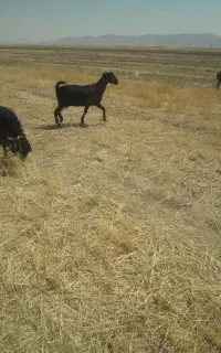 بز جوان درج یک