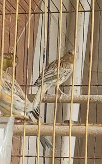 هفت قناری نر و ماده