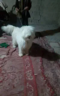 سگ فروشی