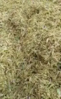 سلام کاه نخود موجود است