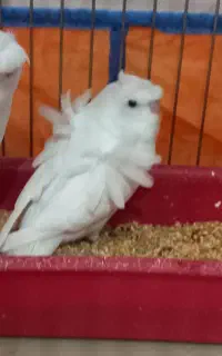 جوجه مرغ عشق پروانه ای دوگل فول سفیدبرفی