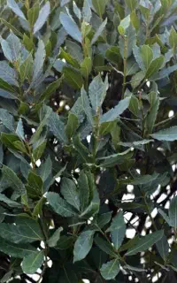 خریدار برگ و شاخه درخت برگ بو شما هستم