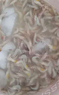 سلام میگو تازه بشرط تازه