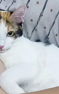 واگذاری گربه ماده شش ماهه DSH کالیکو