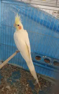 عروس هلندی لوتینوماده