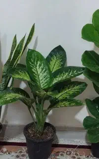 حراجی گل طبیعی دیفن باخیا