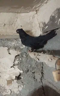 کبوتر