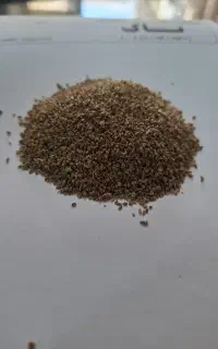 بذر کرفس برگی (کروز) تناژ موجود هست